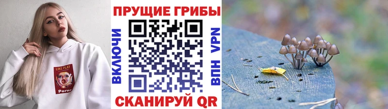 где купить наркоту  Купино  Псилоцибиновые грибы Cubensis 